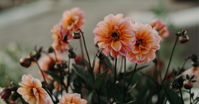 How to Recognize Red Flags